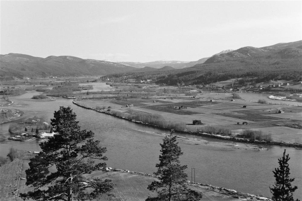 Oversiktsbilde av Koppangsøyene i Stor-Elvdal, tatt fra en berghammer sør for Koppang våren 1959. I forgrunnen tre furutopper. Kameraet har vært vendt på skrå over Glomma. Fotografiet viser elveløpet, øyene og framforalt engelandskapet med slåtteløer på vestsida av elva. Bakenfor elveslettene hever landskapet seg, først i ei skogkledd li og bak den skimtes fjellet Snippen. - Klikk for stort bilde